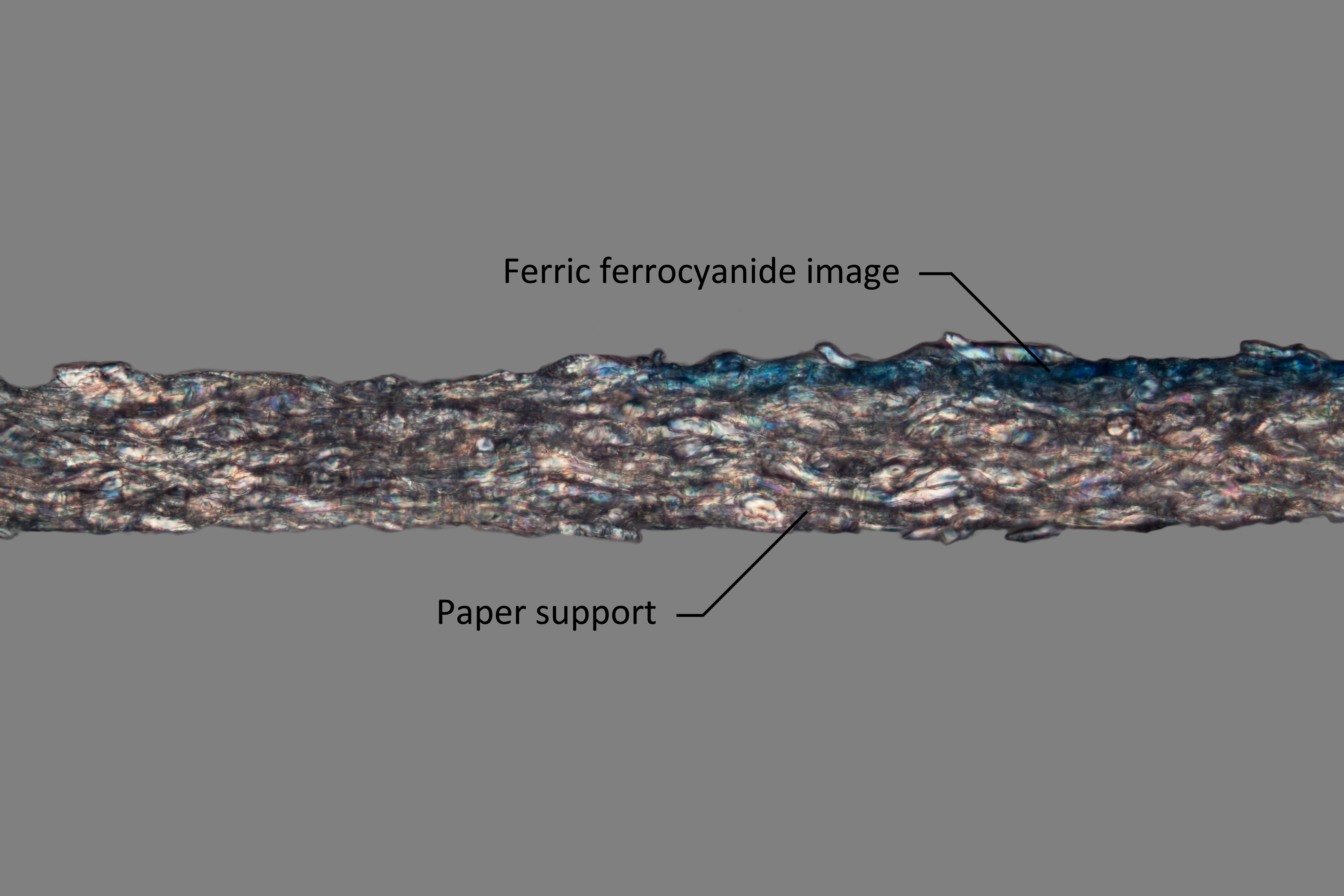 The ferric ferrocyanide image rests within the top paper fibers at the right.