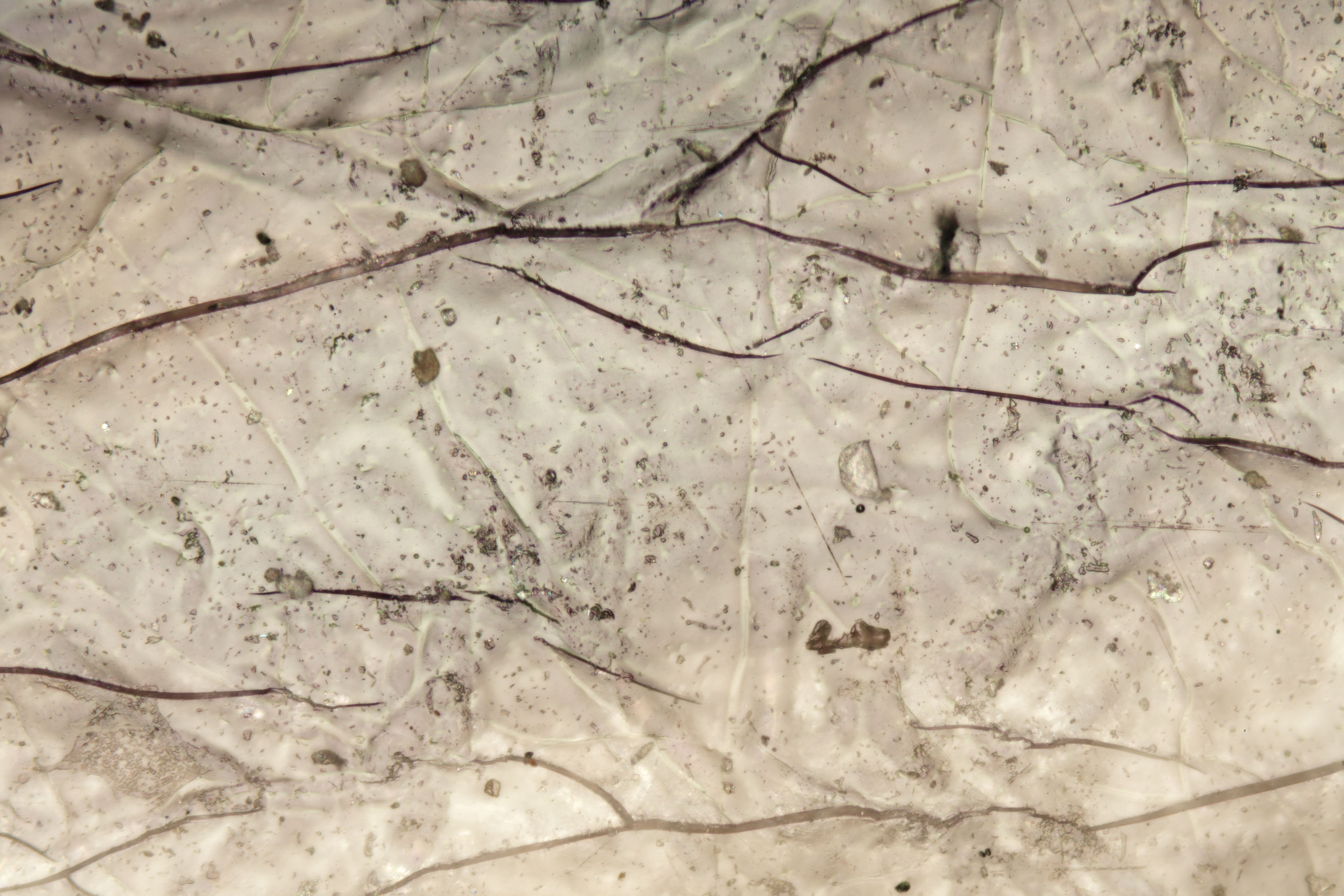 Micro-cracking is visible under high magnification (200x magnification). 