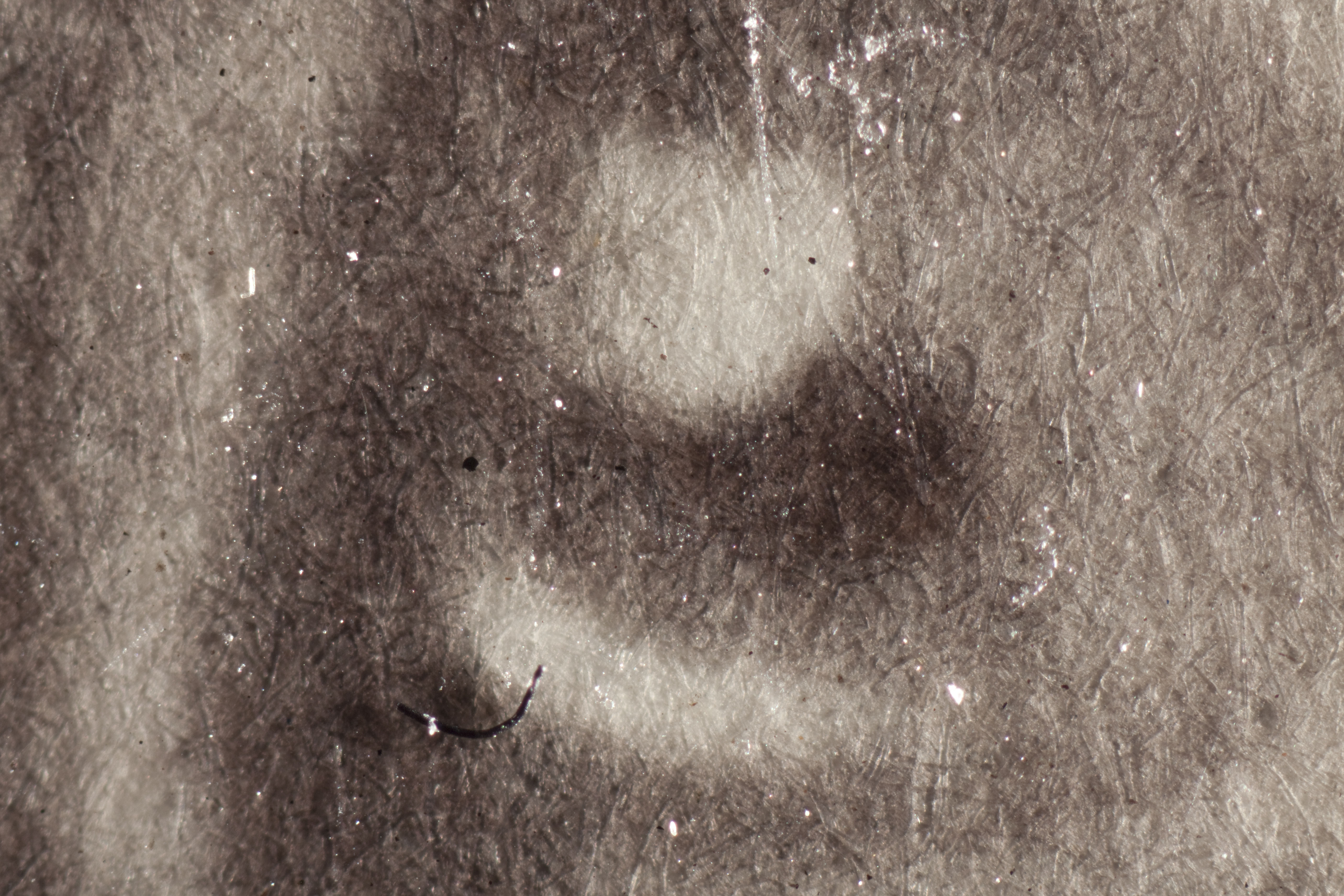 With magnification and raking light, paper fibers are visible. 